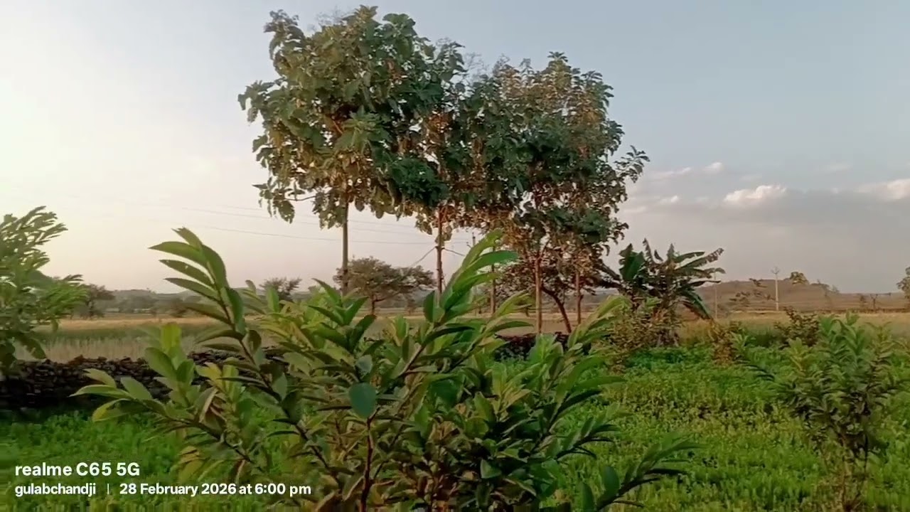 दुधारू पशुओं के लिए हरा चारा जरूरी 💚🌿💚🌿