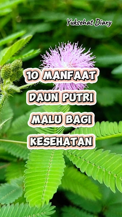 10 Manfaat Daun Putri Malu Untuk Kesehatan | Yuksehat Diary #putrimalu #daunputrimalu #shorts