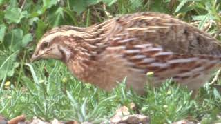 Common Quail migration שליו נודד आम बटेर السمان المشترك ウズラ 普通鹌鹑 gewone kwartel gewöhnliche Wachteln