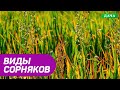 Виды сорняков и как с ними бороться?