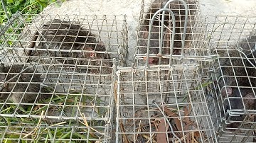 Thăm Bẫy Chuột Cống Nhum, Tập 195( Đặt ít mà ngon,)#ccvlog