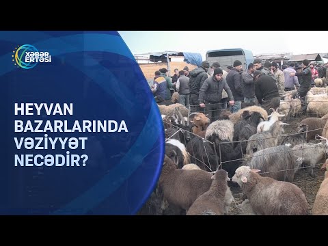 Heyvan bazarında qiymətlər necədir?