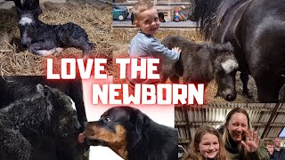 Meet the newborn Spidey find the foal's bread, nurse for the first time | Friesian Horses