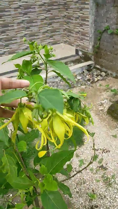 BUNGA KENANGA POHON KECIL BUNGANYA LEBAT