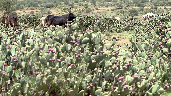 Invasive Africa: Opuntia (Part Two)