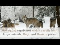17 Interesting Facts You Should Know About Wolf