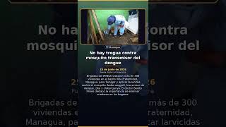 No hay tregua contra mosquito transmisor del dengue