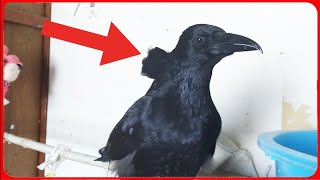 【首ボコボコ】なぜカラスの首がこんな事になってしまったの?20260405、カラス＆四つ足クインテット（仮）