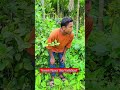 “Secret Pigeon Trap Technique” #funny #funny #trap #trap #birds