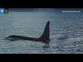 Southeast Alaska: Most Amazing Whale Moments | Lindblad Expeditions-National Geographic