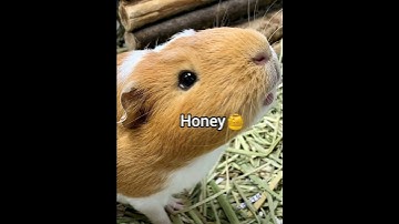 Cute names for guinea pigs/hamsters✨#song #guineapig #foryou #taylorswift #names #nameid
