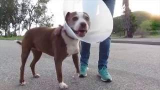 How to Adopt a Dog