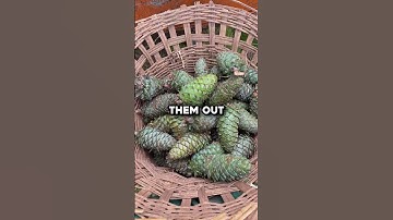 The Secret Inside Pine Cones You’ve Probably Eaten 🤯
