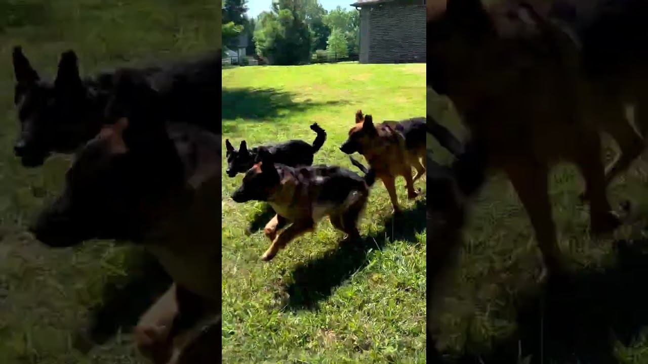 Lady always likes to lead the way!🤣🏎️💨 