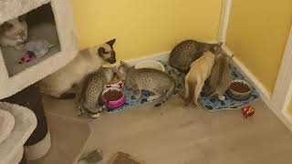 Traditional Siamese and Egyptian Mau kittens by Karlskoga Katthotell & Butik 167 views 3 years ago 33 seconds