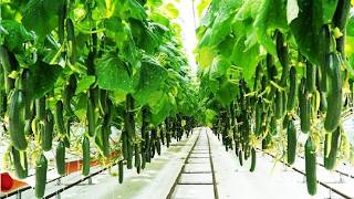 how to grow gherking 2