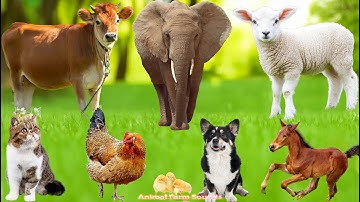 Playful Farm Animals: Pig, Elephant, Chicken, Duck, Dog, Cat, Horse – Animal Video