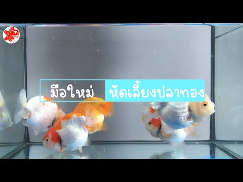 มือใหม่หัดเลี้ยงปลาทอง เลี้ยงยังไง ใช้ตู้แบบไหน น้ำที่เหมาะกับการเลี้ยงปลาทอง การลงปลาครั้งแรก