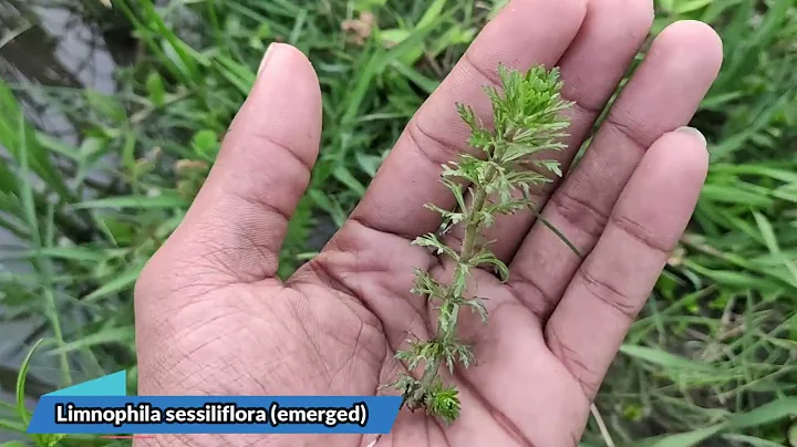 Wild Aquarium Plant Search in India | Aquatic Plants in the Wild