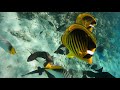 Snorkeling in Red Sea - Sunrise Royal Makadi &amp; Fort Arabesque Resorts