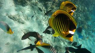 Snorkeling in Red Sea - Sunrise Royal Makadi &amp; Fort Arabesque Resorts