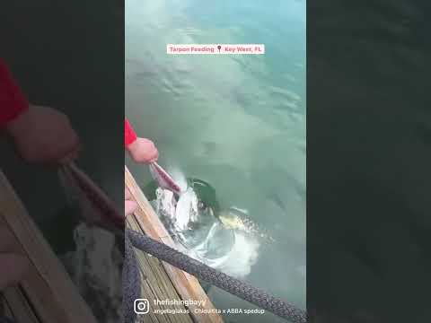 Video: Pescuitul în Key West, Florida: Ghidul complet