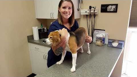 VTHT 1301 AVMA Restraint Video Project