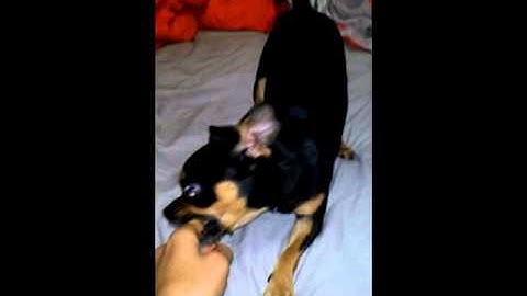 Tree of savior Archer class in a nutshell