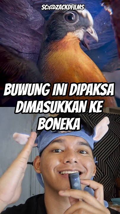 Buwung di Paksa Masuk Boneka‼️ #birds #animals #wildlife #facts #trustonallah
