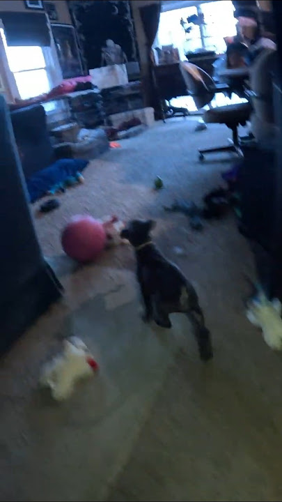 Beggin Strips in Peril Part 3 Violet STEALS WHOLE TREAT #BegginStripSaga #puppyshorts