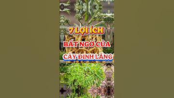 7 Lợi ích bất ngờ của cây đinh lăng. #health #food #leaf