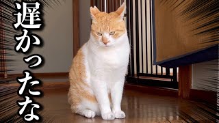 帰宅が遅くなった日の猫が可愛すぎる【ナイトルーティン】