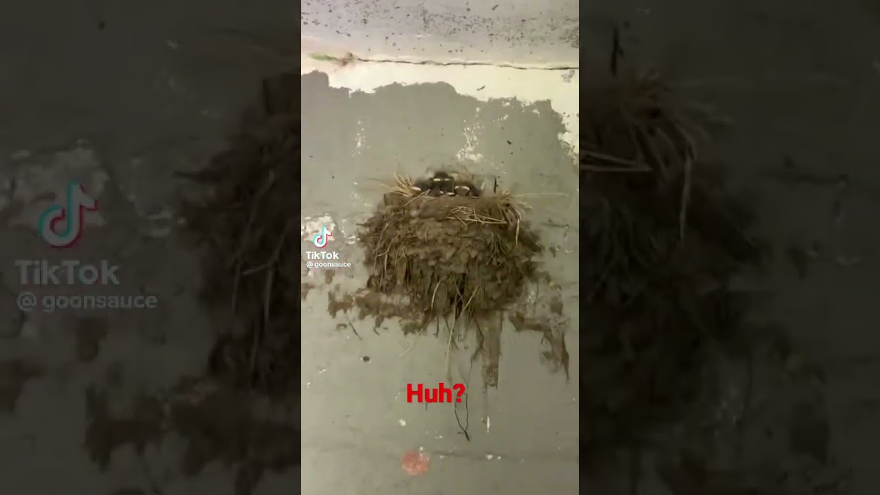 Birds aren’t real? Explain this. - short