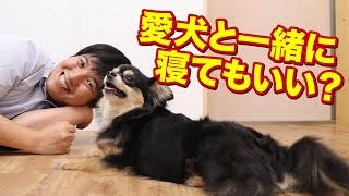 愛犬と一緒に寝てもいい？？寝る時だけケージを寝室に持って行ったらしたらどうなる？？