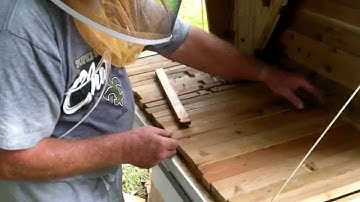 Transfer From Langstroth To Top Bar Hive