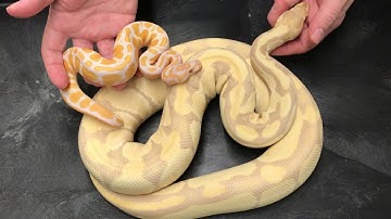 Ball Python Morphs #2  Lavender Albino combos!