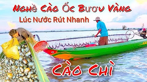 Cào Ốc Bươu Vàng Bằng Chì Chày Hôm Nay Anh Năm Thu Hoạch kha khá