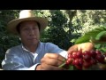 Veracruz Agropecuario - Producción de Café en Jilotepec, Ver.