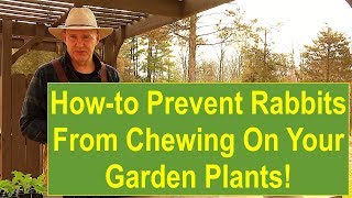 Tips and Ideas on How-to Prevent Rabbits from Chewing on Your Garden Plants