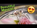 Unboxing Praying Mantises Bred by a 9-Year-Old!