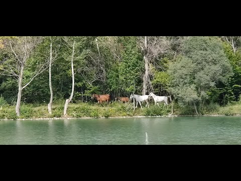 გომბორი