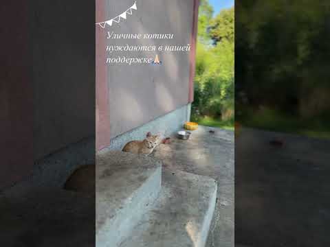 Уличные котята нуждаются🙏🏼