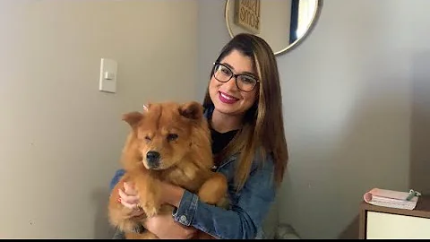 Como foi criada a raça Chow Chow?