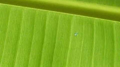 Foxit Reader Install Tutorial