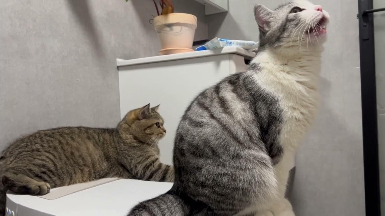A Cat That Doesn’t Like Hearing Others' Call Pets Funny World YouTube