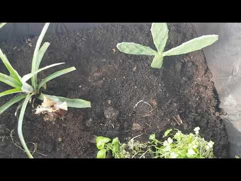 Video: Cactus Garden Beds: Erstellen Sie ein Hochbeet für Kakteen und Sukkulenten