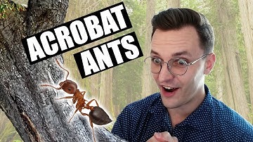 Acrobat Ants