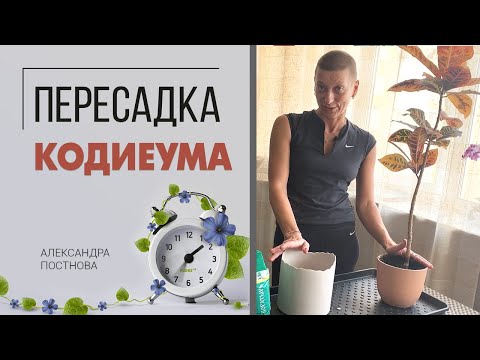 Пересадка Кодиеума на что обратить внимание