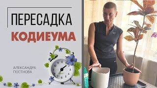 видео: Пересадка Кодиеума - на что обратить внимание картинка: Пересадка Кодиеума - на что обратить внимание