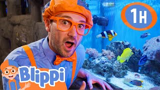 blippi visits an aquarium boise 1 hour of blippi toys sea animal videos for kids